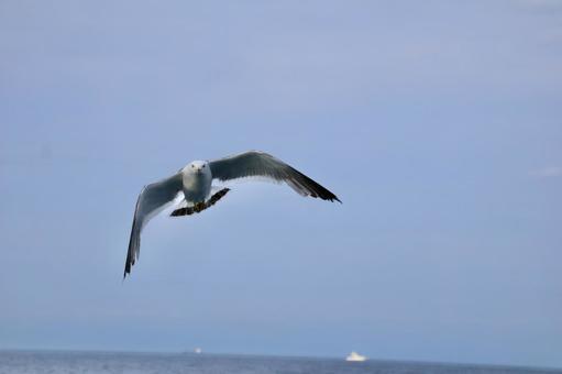 海の上を飛ぶウミネコの写真