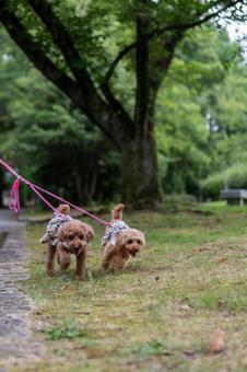 夏の公園で散歩するトイプードル 夏の公園で散歩するトイプードルの写真