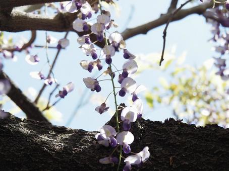 藤の花 藤の花の写真