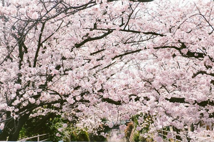 ソメイヨシノ 桜,開花,満開の写真素材