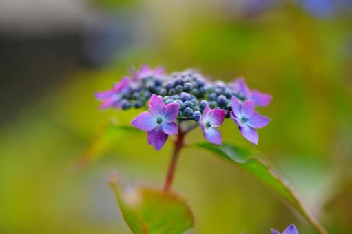 Mountain hydrangea, JPG