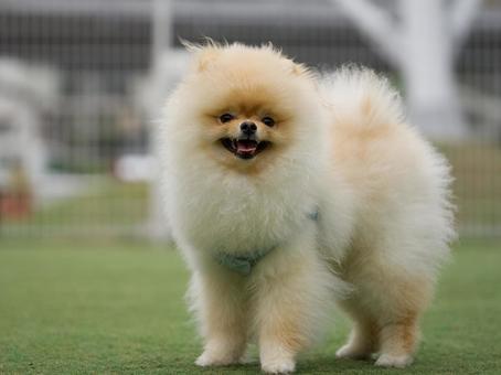 ポメラニアンのポートレート 犬,ポメラニアン,小型犬の写真素材