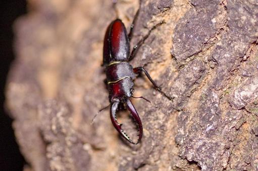 夜の虫たち クヌギ,昆虫,コウチュウ目の写真素材