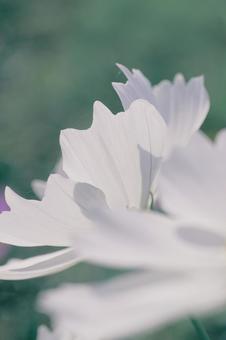 コスモスの写真