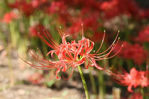 ヒガンバナ・彼岸花 ヒガンバナ・彼岸花の写真