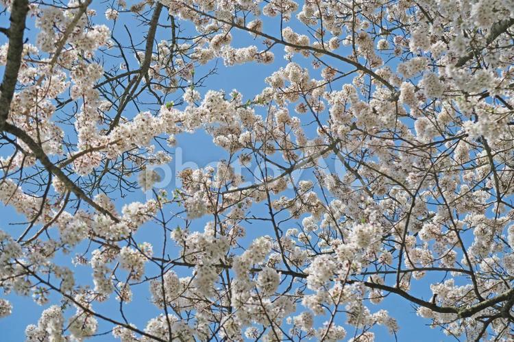 桜の古木 桜,古木,エドヒガン桜の写真素材