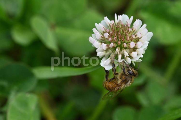 ミツバチ ミツバチ,ハチ,昆虫の写真素材