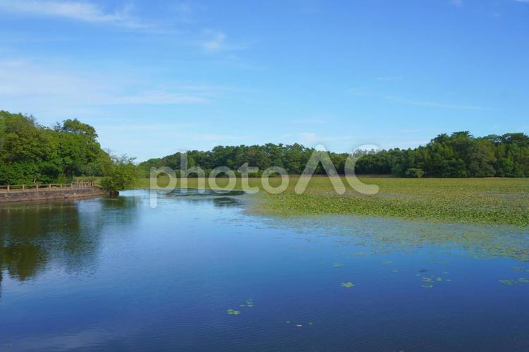 洲原池⑥　洲原公園にて　愛知県刈谷市 自然,風景,景色の写真素材