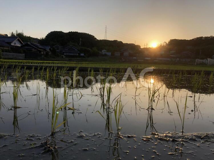 夕焼けの田園風景1 田んぼ,水田,夕焼けの写真素材