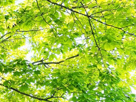 樹木と木漏れ日 樹木と木漏れ日 木漏れ日,樹木,森の写真素材