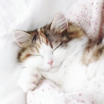 抱っこされて気持ちよさそうに眠る猫の写真