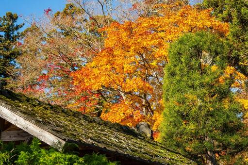 佐々木家住宅の秋景色(21) 晩秋,紅葉,モミジの写真素材