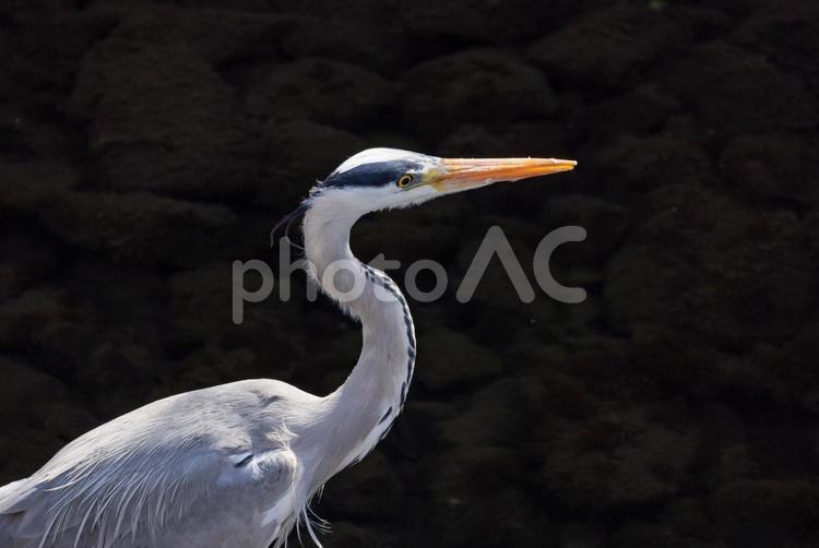 アオサギの接写 アオサギの接写 アオサギ,bird,生き物の写真素材