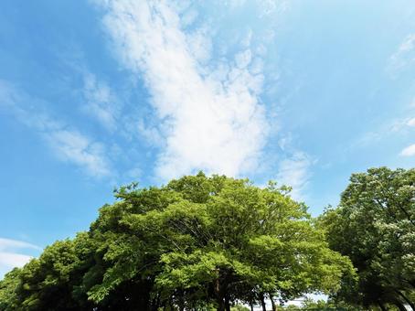 日を浴びる公園の木々と爽やかな空模様 日を浴びる公園の木々と爽やかな空模様 空模様,空,雲の写真素材