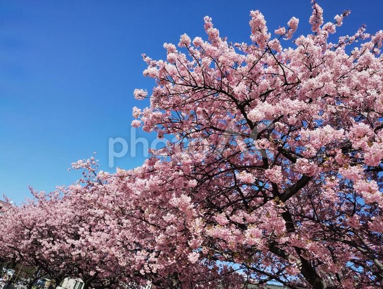 桜と青空（河津桜） 桜,青空,満開の桜の写真素材