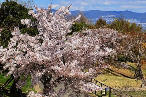 満開の桜 満開の桜 サクラ,春,木の写真素材