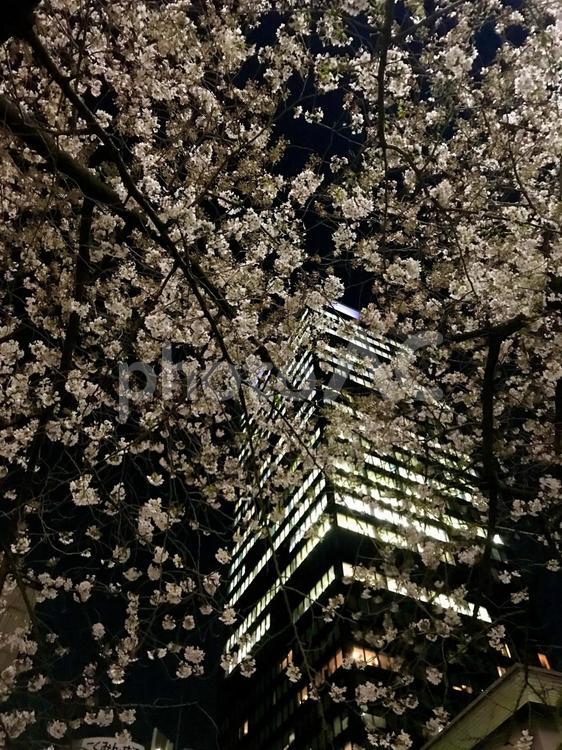 ライトアップされた満開の桜と高層ビル 桜,さくら,サクラの写真素材
