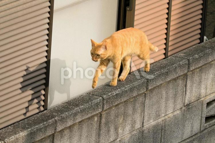 塀の上を歩く野良猫 野良猫,猫,ねこの写真素材