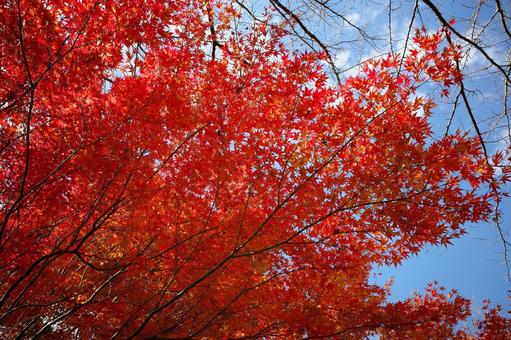 紅葉26 紅葉26の写真