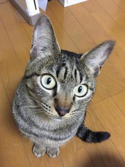 問いかけ顔の猫 問いかけ顔の猫の写真