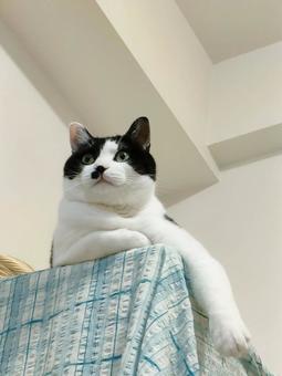 堂々としたハチワレ猫 堂々としたハチワレ猫 子ねこ,ペット,ハチワレの写真素材
