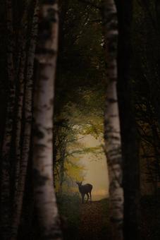 森の中で輝く美しい鹿 鹿,シカ,エゾシカの写真素材
