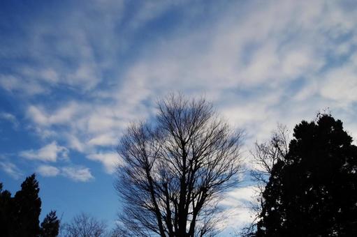 空と木 空と木 空,雲,風景の写真素材