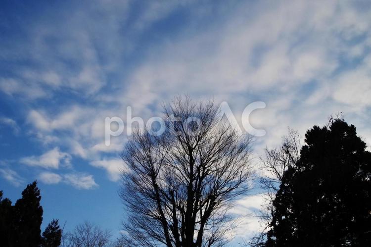 空と木 空,雲,風景の写真素材