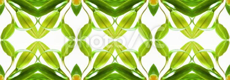 グリーンのユリ花柄イメージ素材 花,グリーン,百合の写真素材