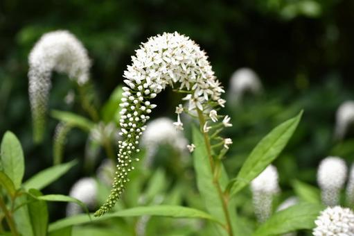 オカトラノオ オカトラノオ,トラノオ,花の写真素材