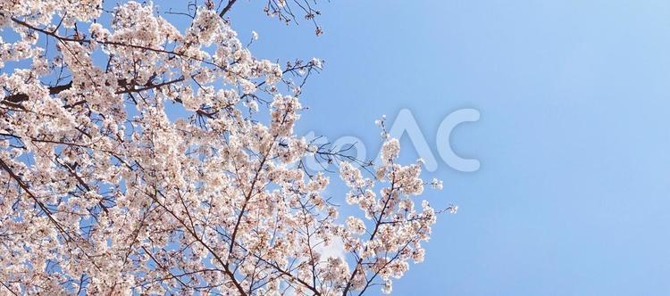 桜のある風景 桜,花,クローズアップの写真素材