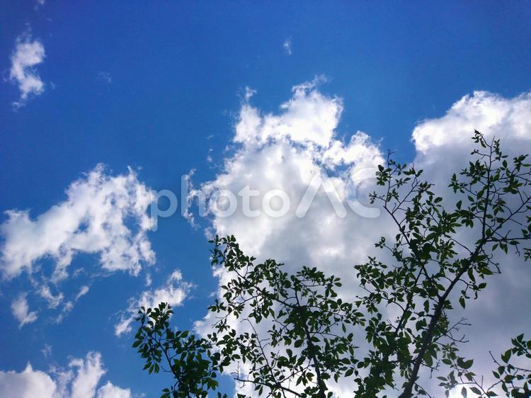 空と木の枝 青空,木,自然の写真素材