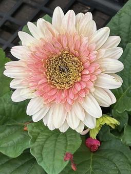 ガーベラ ガーベラ,花,植木の写真素材