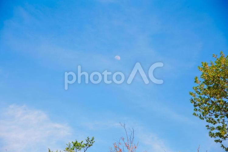 新緑と月 新緑,月,昼の写真素材