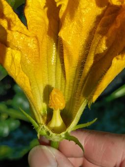 ズッキーニの雄花 ズッキーニの雄花 ズッキーニの雄花,ズッキーニ,雄花の写真素材