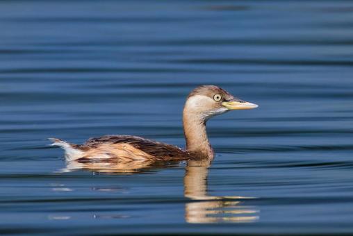 可愛いカイツブリ冬羽 カイツブリ,水鳥,水辺の鳥の写真素材