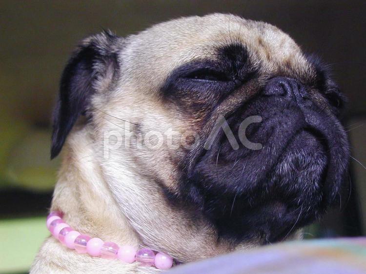 パグのまったりな表情 パグ,犬,ペットの写真素材