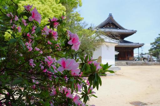5月上旬の善通寺の伽藍とツツジ 5月上旬の善通寺の伽藍とツツジ 背景,ツツジ,花の写真素材