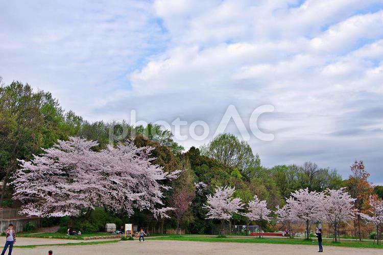 桜咲く公園風景 サクラ,桜,ソメイヨシノの写真素材