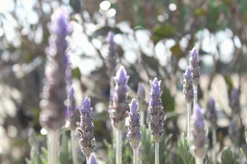 Photo, lavender, purple, fragrance, 