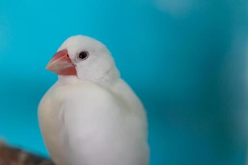 青背景の白い文鳥 文鳥,鳥,小鳥の写真素材