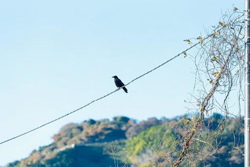 電線に止まって辺りを見回すカラス カラス,野鳥,鳥の写真素材