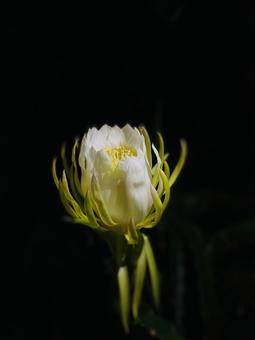 白い花 夜 白い花 夜の写真