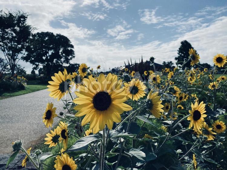 横浜　ひまわり ひまわり,向日葵,晴れの写真素材