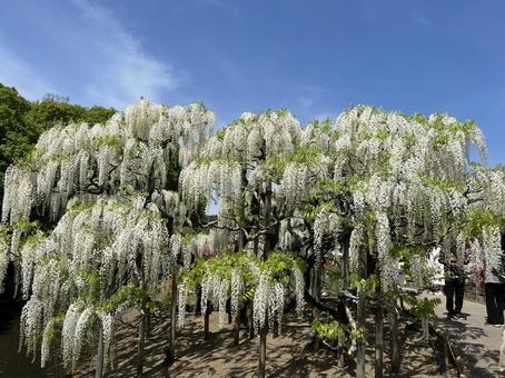 足利フラワーパーク 足利フラワーパーク 足利フラワーパーク,足利,白藤の写真素材