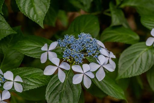 指扇アジサイまつり2025年 指扇アジサイまつり2025年 アジサイ,紫陽花,花の写真素材
