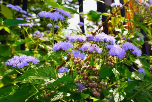 アゲラタムの花々 アゲラタムの花々 アゲラタム,キク科,カッコウアザミの写真素材