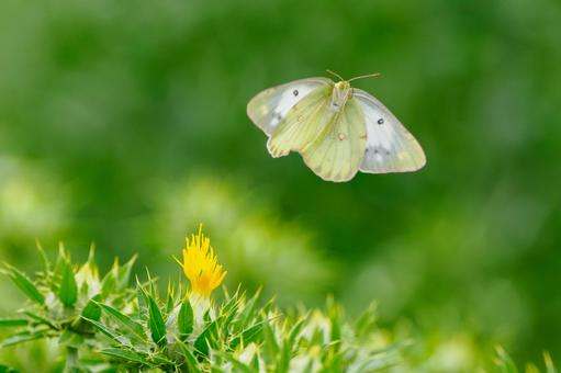 Monad butterfly (29), JPG