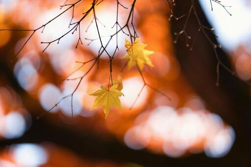紅葉 紅葉の写真