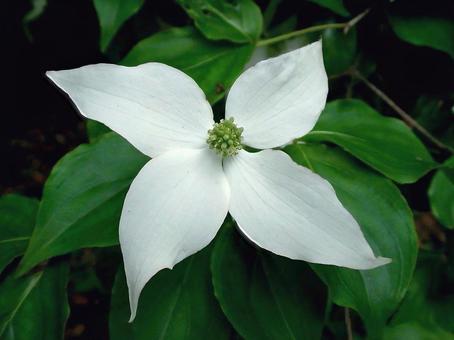 ヤマボウシの花 ヤマボウシの花の写真